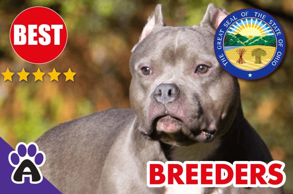 3 Best Reviewed American Bully Breeders In Ohio-2023 | American Bully Puppies For Sale in OH