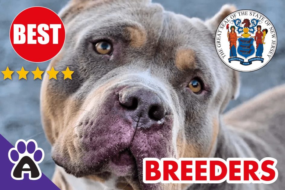 Best Reviewed American Bully Breeders In New Jersey-2023 | American Bully Puppies For Sale in NJ