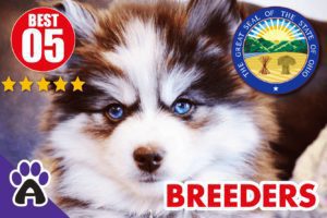 5 Best Reviewed Pomsky Breeders In Ohio 2021 | Pomsky Puppies For Sale in OH