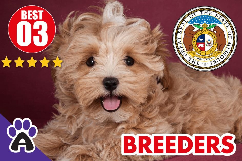 3 Best Reviewed Morkie Breeders In Missouri 2021 | Morkie Puppies For Sale in MO