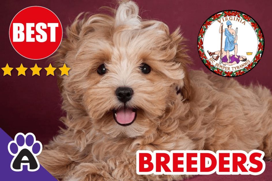 Best Reviewed Morkie Breeders In Virginia 2021 | Morkie Puppies For Sale in VA