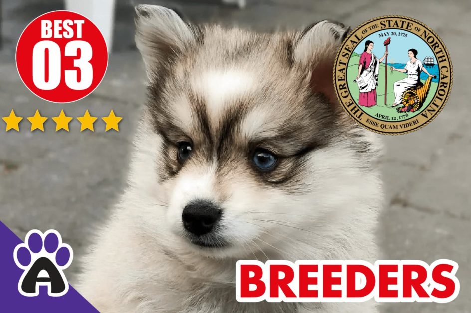 Best 3 Reviewed Pomsky Breeders In North Carolina 2022 | Pomsky Puppies For Sale in NC