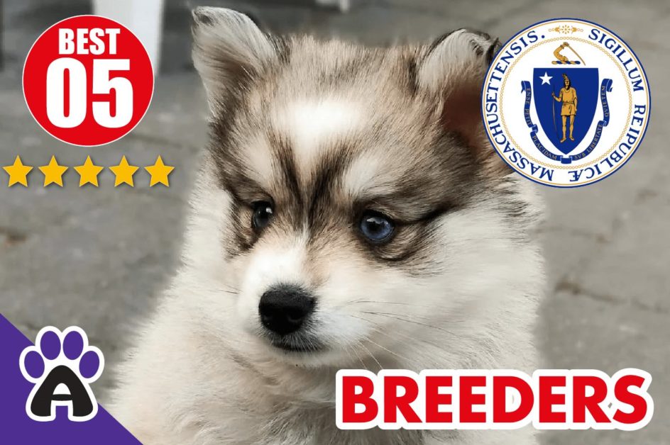 Best 5 Reviewed Pomsky Breeders In Massachusetts-2023 | Pomsky Puppies For Sale in MA