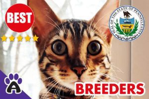Best Reviewed Toyger Breeders In Pennsylvania-2024 | Toyger Kittens For Sale in PA