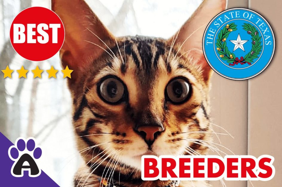 Best Reviewed Toyger Breeders In Texas-2023 | Toyger Kittens For Sale in TX