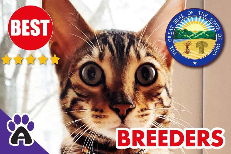 Best Reviewed Toyger Breeders In Ohio-2024 | Toyger Kittens For Sale in OH