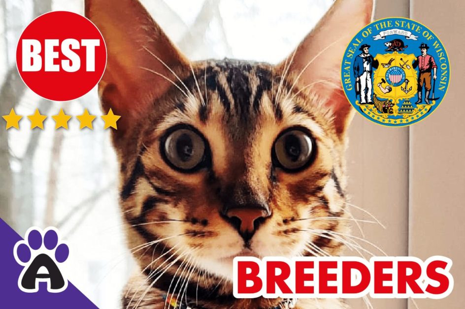 Best Reviewed Toyger Breeders In Wisconsin-2024 | Toyger Kittens For Sale in WI