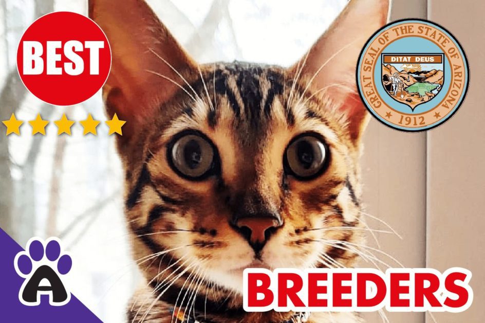 Best Reviewed Toyger Breeders In Arizona-2024 | Toyger Kittens For Sale in AZ