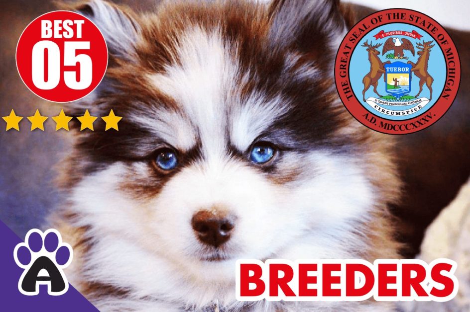 5 Best Reviewed Pomsky Breeders In Michigan 2021 | Pomsky Puppies For Sale in MI