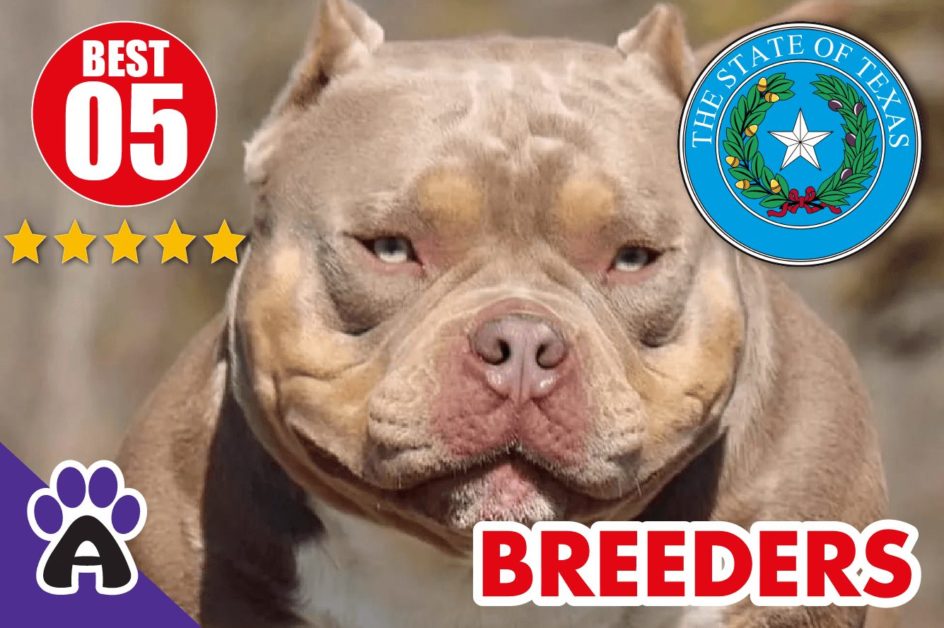 5 Best Reviewed American Bully Breeders In Texas-2023 | American Bully Puppies For Sale in TX