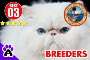 Best 3 Persian Breeders In Florida-2024 | Persian Kittens For Sale In FL