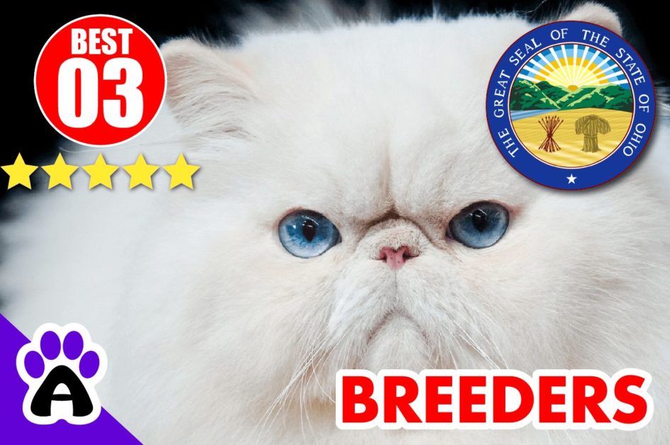 Best 3 Persian Breeders In Ohio-2024 | Persian Kittens For Sale In OH