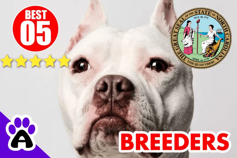 5 Best Pitbull Breeders In North Carolina-2024 | Pitbull Puppies For Sale NC