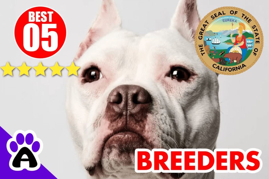 5 Best Pitbull Breeders In California 2022 | Pitbull Puppies For Sale in CA