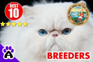 Best 10 Persian Breeders In California-2024 | Persian Kittens For Sale In CA