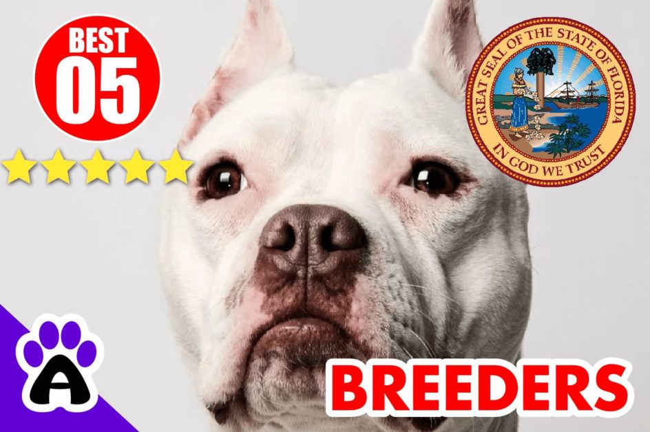 5 Best Pitbull Breeders In Florida-2024 | Pitbull Puppies For Sale in FL