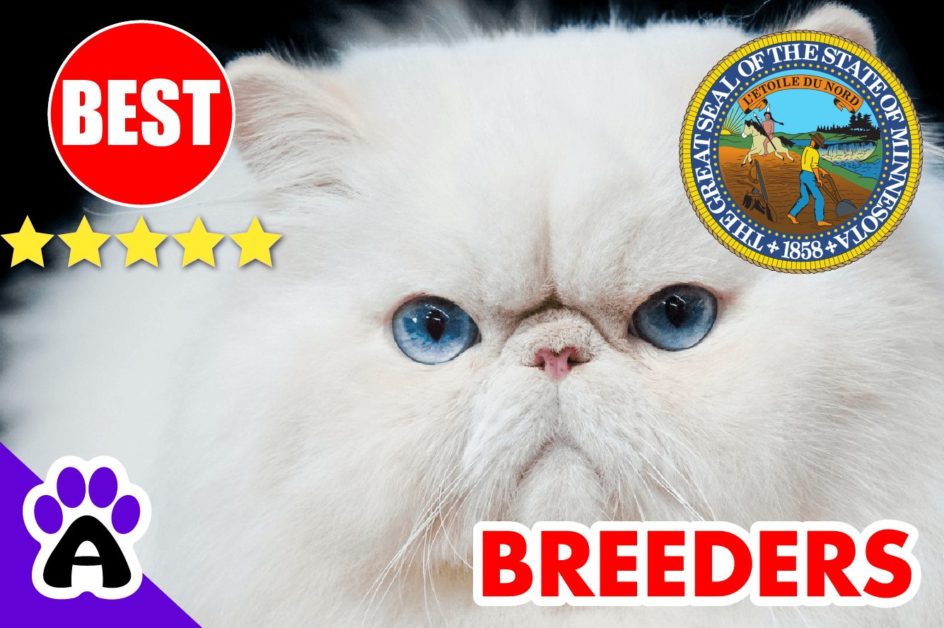 Best Persian Breeders In Minnesota 2022 | Persian Kittens For Sale MN