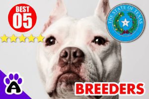 5 Best Pitbull Breeders In Texas-2024 | Pitbull Puppies For Sale in TX