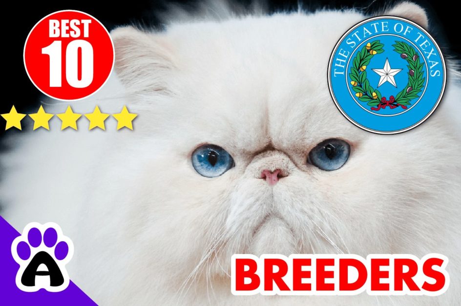 Best 10 Persian Breeders In Texas-2024 | Persian Kittens For Sale TX