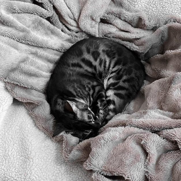 Charcoal BENGAL CAT