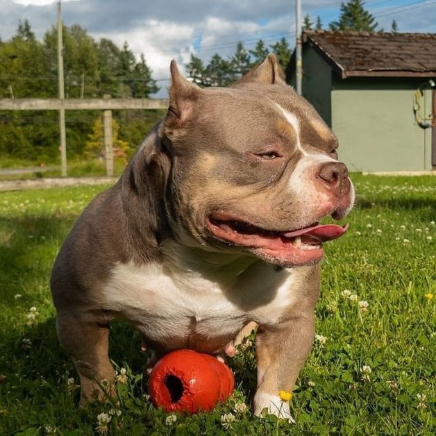 Top 3 Reviewed American Bully Breeders In New Jersey 2022