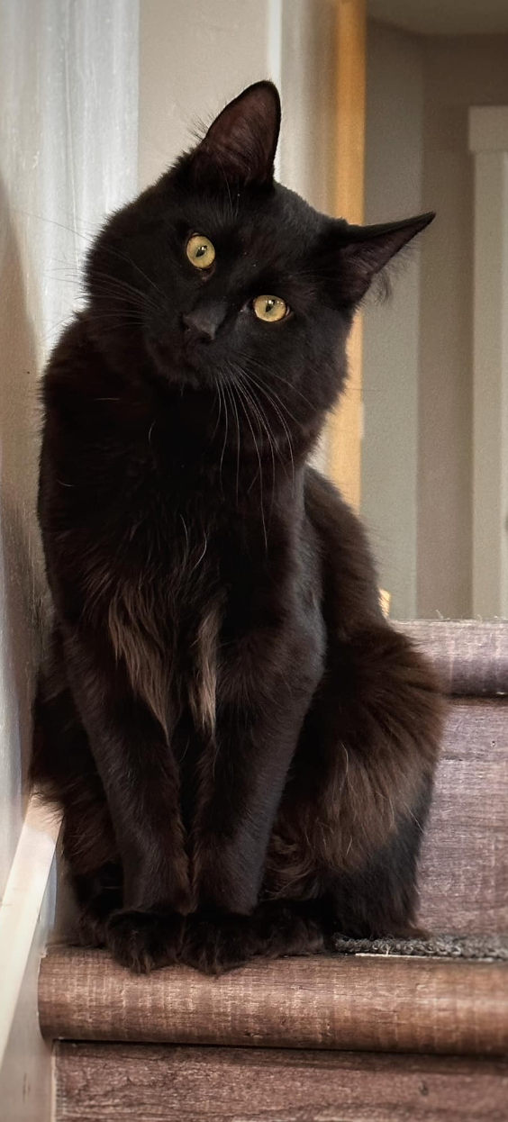 Black Turkish Angora Cat
