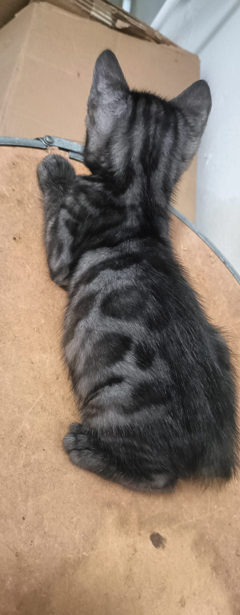 Black Bengal Cat