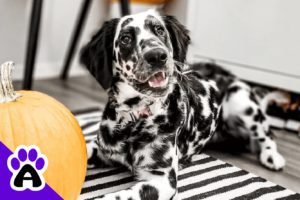 Long Haired Dalmatian | Description,Genetics,Price...(With Pictures)