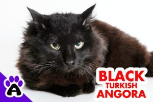 Black Turkish Angora