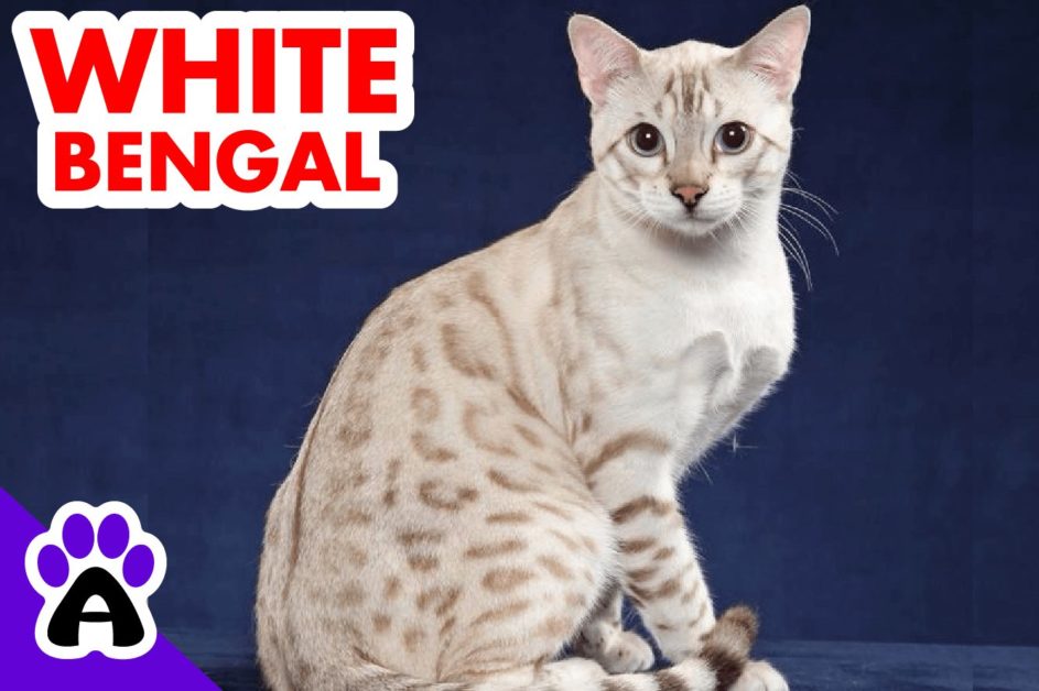 white bengal cat