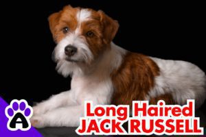 Long-haired Jack Russell