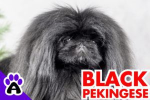 Black Pekingese | Genetics, Health, Price... (With Pictures)