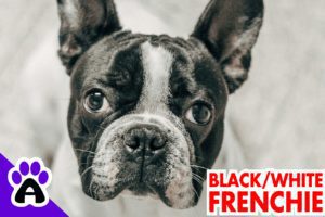 Black & White French Bulldog
