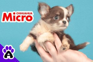 Micro Chihuahua: Standard, Price, Breeders... (With Pictures)