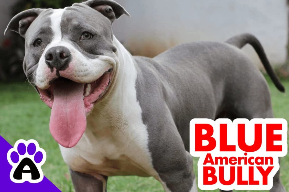Blue American Bully | Genetics, Price, Breeders... (With Pictures)