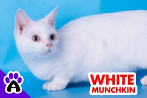white munchkin cat