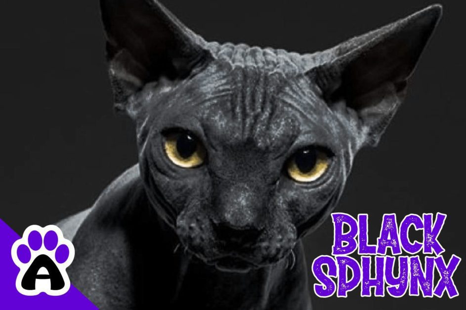 Black Sphynx Cat