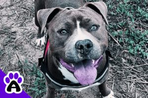 Grey Pitbull | Facts, Price, Breeders... (With Pictures)