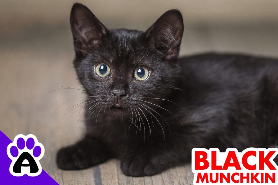 Black Munchkin Cat