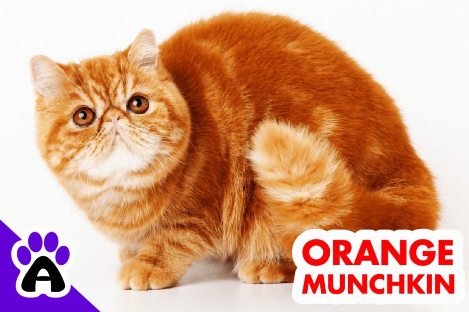orange munchkin cat