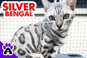 Silver Bengal Cat | Genetics,Price,Color Types...(With Pitcures)