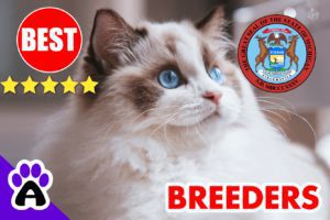Best Ragdoll Kittens For Sale in Michigan-2024 | Ragdoll Breeders In MI