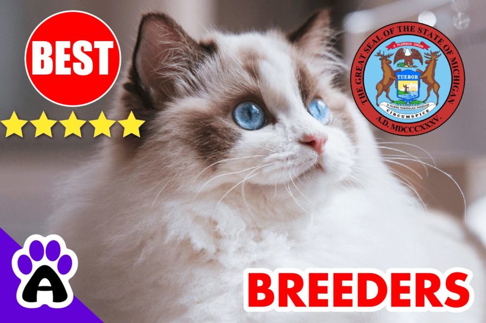Best Ragdoll Kittens For Sale in Michigan-2023 | Ragdoll Breeders In MI