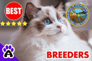 Best Ragdoll Kittens For Sale in Minnesota-2024 | Ragdoll Breeders In MN