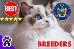 Best Ragdoll Kittens For Sale in New York-2024 | Ragdoll Breeders In NY