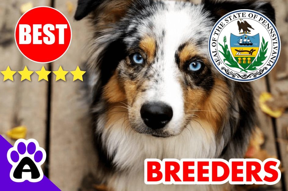 5 Best Australian Shepherd Puppies For Sale In Pennsylvania-2023 | Australian Shepherd Breeders PA