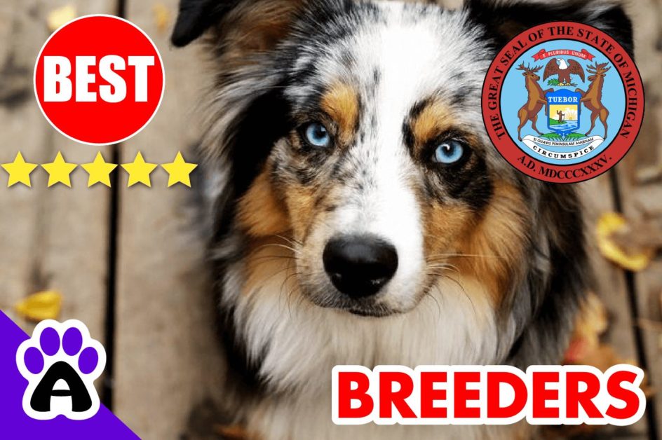 5 Best Australian Shepherd Puppies For Sale In Michigan-2024 | Australian Shepherd Breeders MI