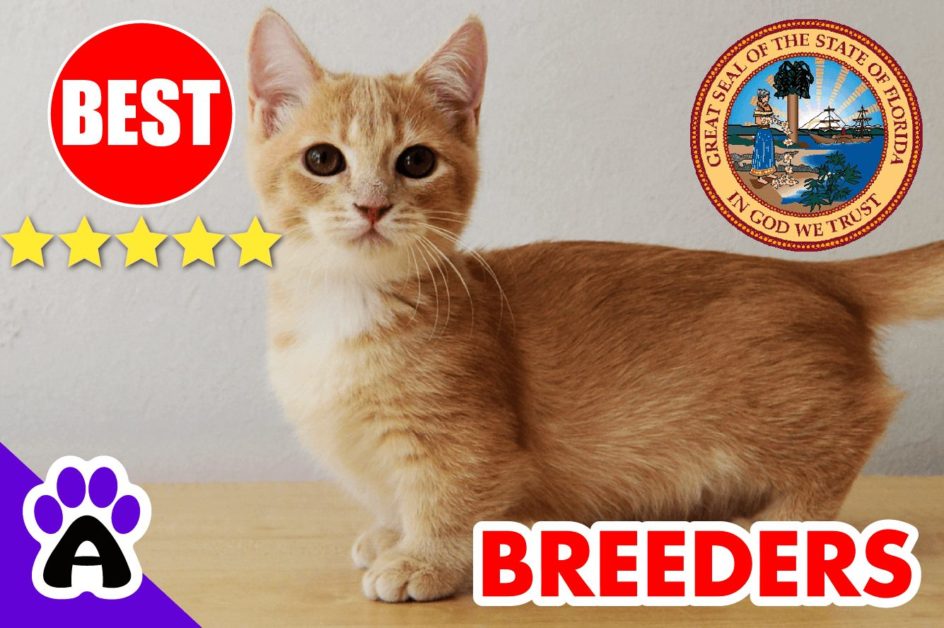 Best Reviewed Munchkin Breeders In Florida 2022 | Munchkin Kittens For Sale in FL