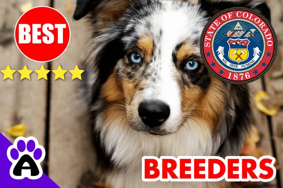 5 Best Australian Shepherd Puppies For Sale In colorado-2023 | Australian Shepherd Breeders CO