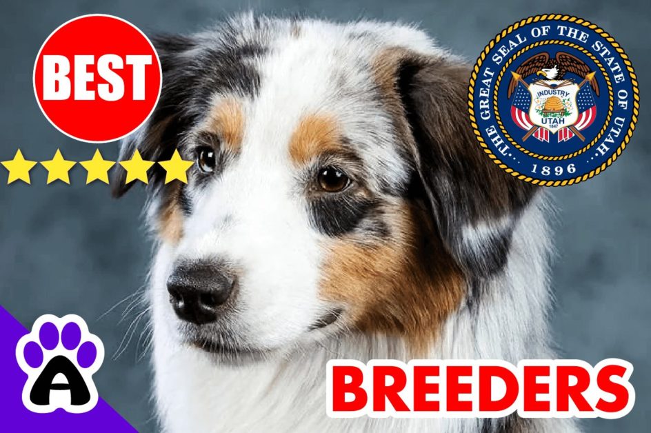 3 Best Australian Shepherd Puppies For Sale In Utah-2023 | Australian Shepherd Breeders UT